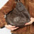 bolsa guess brown